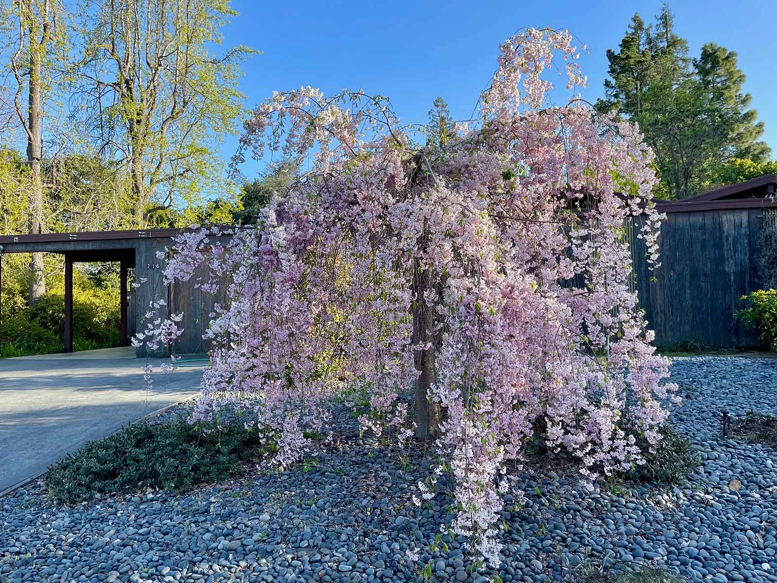 Weeping Higan Cherry 'Pendula'